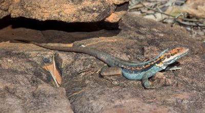 Ctenophorus mirrytiana