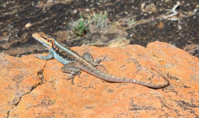 Ctenophorus mirrytiana