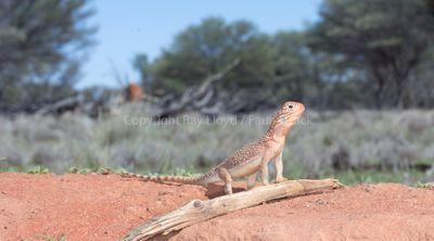 Lizards of Australia (Agamidae)