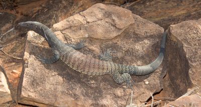 Lizards of Australia (Varanidae)