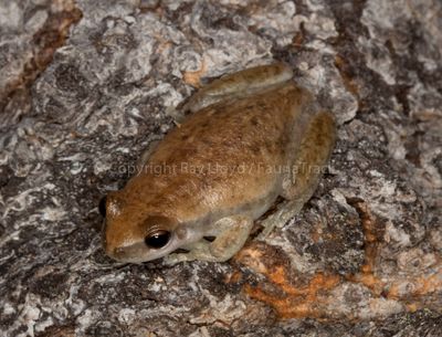 Litoria rubella
