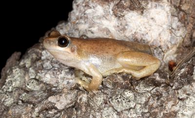 Frogs of Australia (Pelodryadidae)