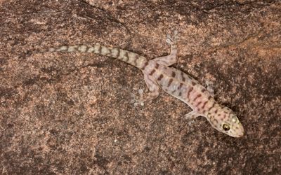 Gehyra pluraporosa