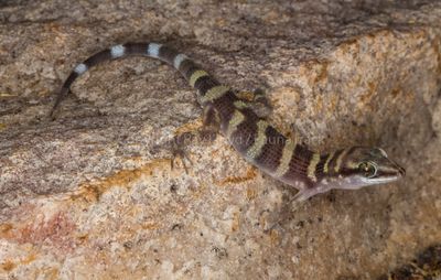 Lizards of Australia (Gekkonidae)
