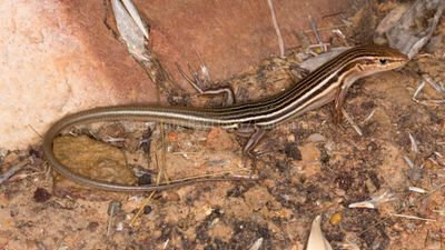 Ctenotus vagus