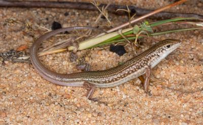 Ctenotus mesotes