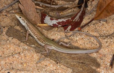 Lizards of Australia (Scincidae)