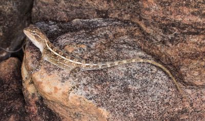 Diporiphora pallida