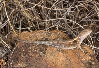 Diporiphora pallida
