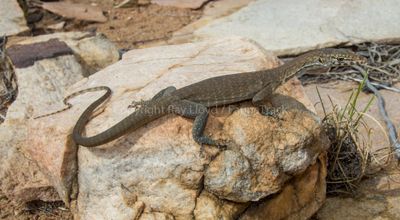 Lizards of Australia (Varanidae)