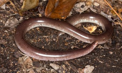 Snakes of Australia (Typhlopidae)