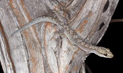 Lizards of Australia (Diplodactylidae)