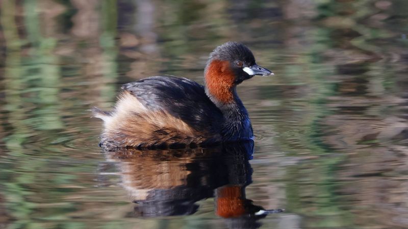 _MG_6280 Little Grebe.jpg