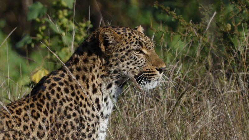 _MG_6766 Leopard Behind Tree Closeup.jpg