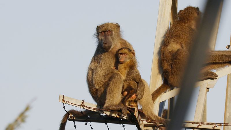 _MG_7164 baboons.jpg
