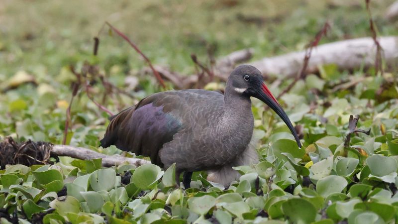 _MG_5803 Hadada Ibis.jpg