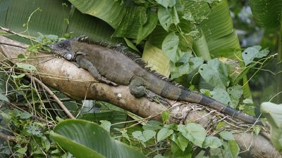 Green Iguana