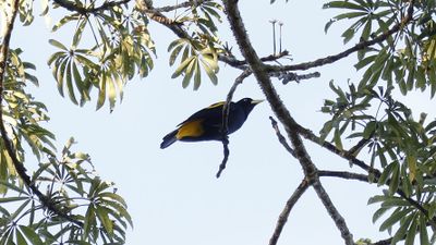 Yellow-rumped Cacique