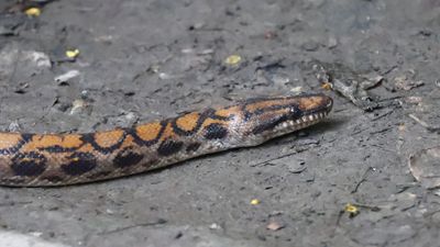 Rainbow Boa Closeup