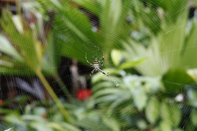 Silver orb weaver