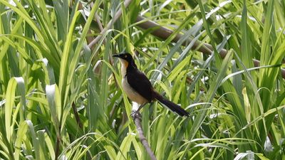Black-capped donacobius