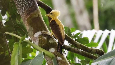 Cream colored woodpecker
