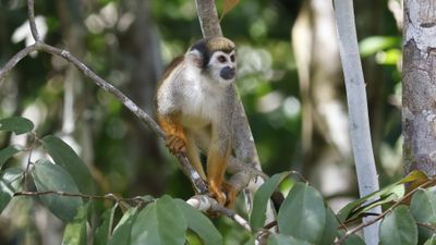 Squirrel Monkey