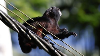 Saddle-backed tamarin
