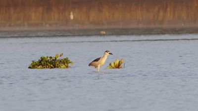 Black-crowned night heron