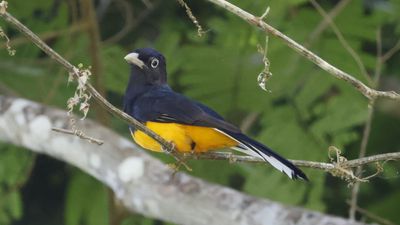 Green-backed trogon