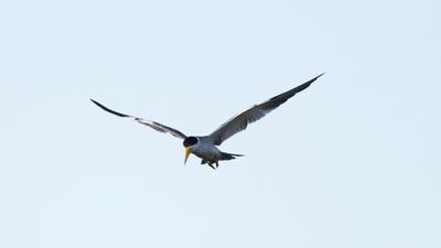 Large-blled tern