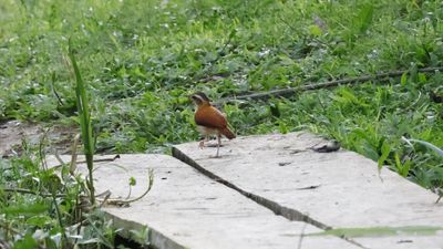 Pale-legged hornero