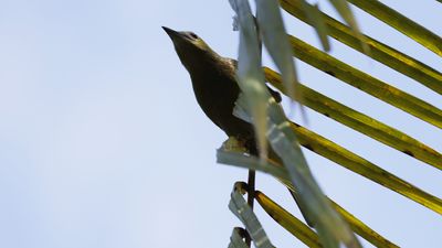 Palm Tanager