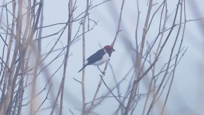 Red-capped cardinal