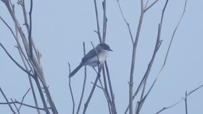 River tyrannulet