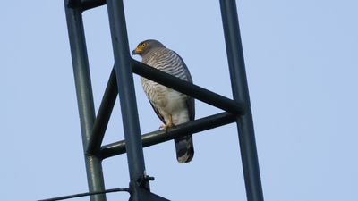 Roadside Hawk 2