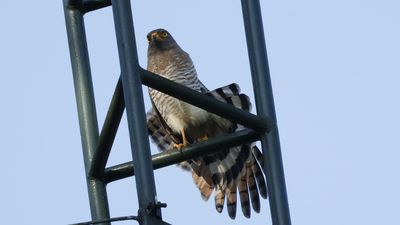 Roadside Hawk