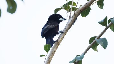 Silver-beaked tanager