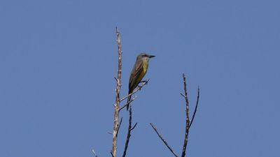 Tropical Kingbird