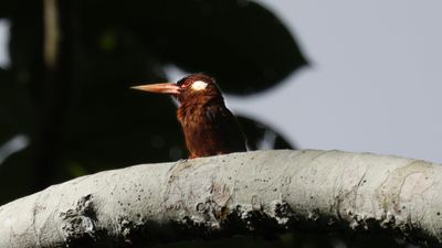 Whiite-eared jacamar