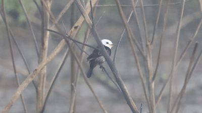 White-headed marsh tyrant