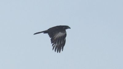 Yellow-headed caracara