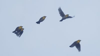 Yellow-hooded blackbirds 2
