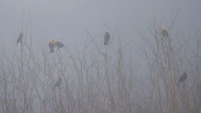 Yellow-hooded blackbirds 4