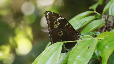 Bllue Morpho underside
