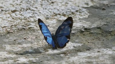 Common Morpho?