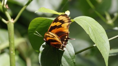 Orange Butterly at Monkey Island