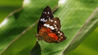 Red Peacock