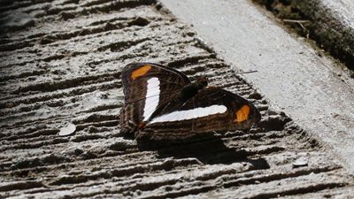 Spot-celled sister
