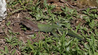 Giant ameiva - Amazon racerunner